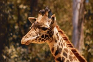 Photo of giraffe, wildlife available at San Diego Zoo vs Safari Park