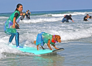 Pet-Friendly Activities in San Diego | Rental with a view