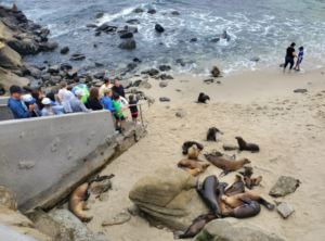 La Jolla Cove | San Diego