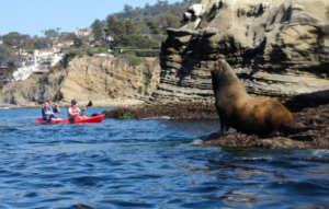 La Jolla Kayaking